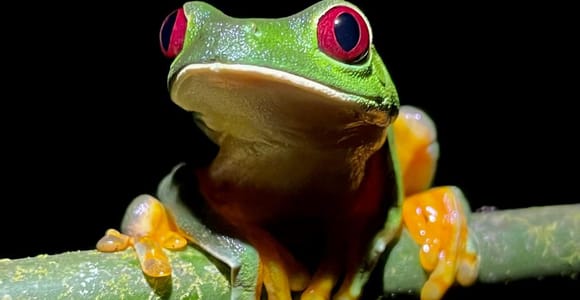 Jungle Night Wildlife Tour At Manuel Antonio.