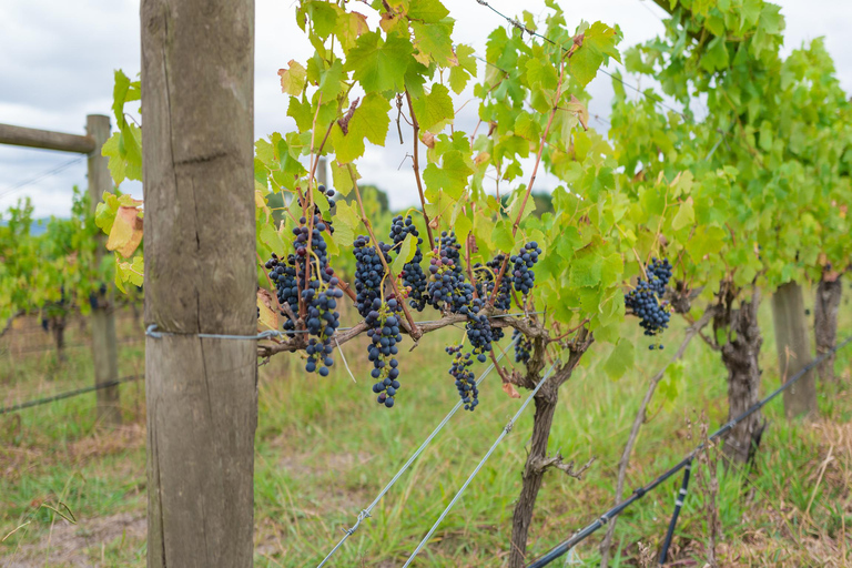 Valle del Yarra: Tour gourmet de un día completo con almuerzoValle del Yarra: Excursión gastronómica de un día con almuerzo