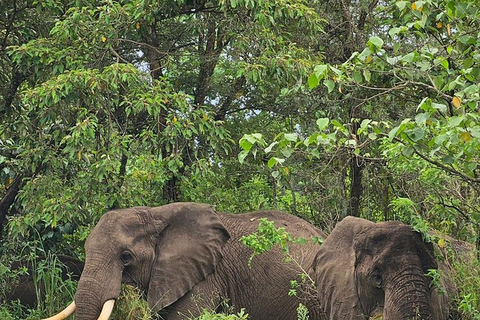 Arusha: escursione di un giorno al Parco Nazionale di Arusha con fotosafari