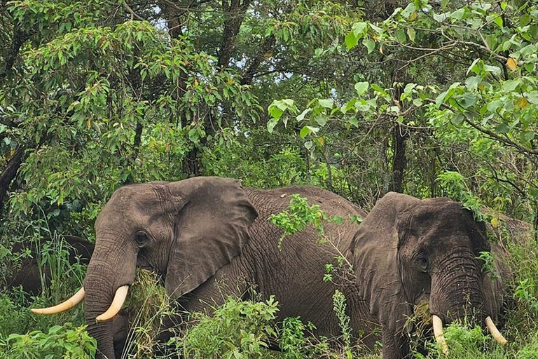 Arusha: escursione di un giorno al Parco Nazionale di Arusha con fotosafari