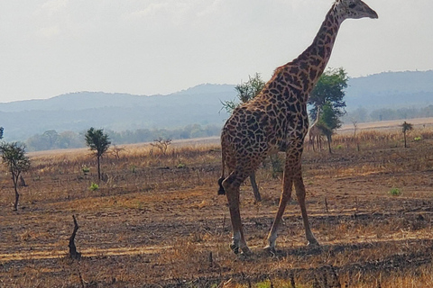 2 DAGARS BEKVÄM SAFARI FRÅN ZANZIBAR TILL NYERERE MED FLYG