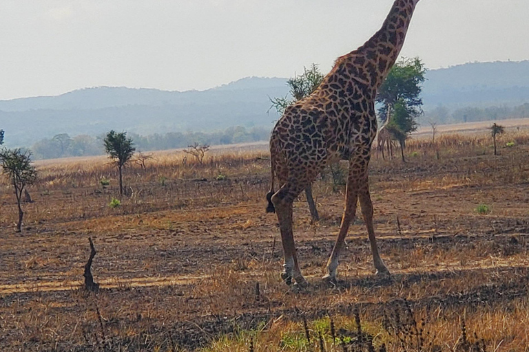 2 DAYS COMFORTABLE SAFARI FROM ZANZIBAR TO NYERERE BY FLIGHT