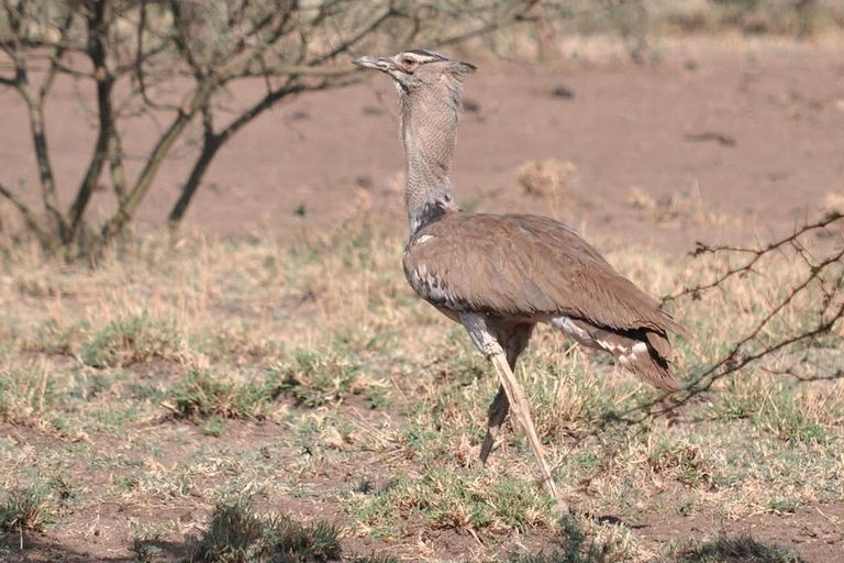 From Addis Ababa: 8-Day Danakil, Awash & Harar Safari