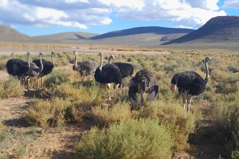 Cape Town: Cruise Passengers sunset Safari & Wine Tour