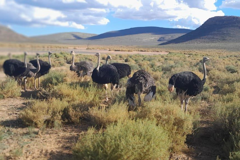 Cape Town: Cruise Passengers sunset Safari & Wine Tour