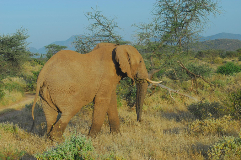 6-tägige Samburu Löwenjagd, Wandern und Camping Safari