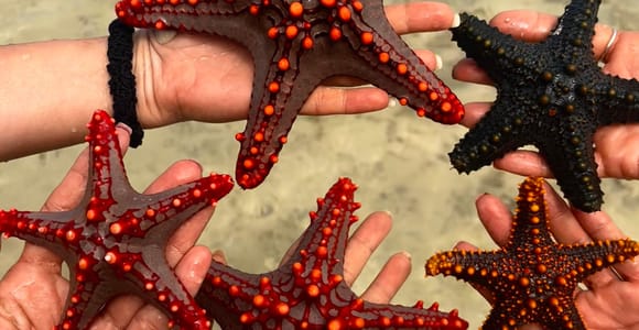 Zanzibar: Star fish, Blue Lagoon and Visit Rock restaurant