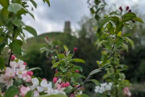 Glastonbury: Guided Tour of Avalon with Celtic Shaman