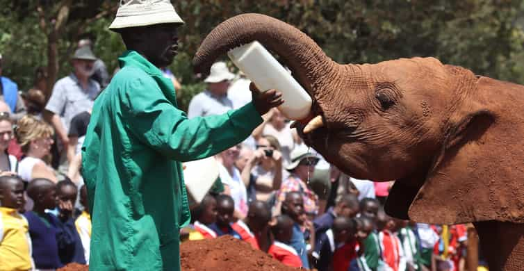 Baby olifant, baby neushoorn & de sierlijke Rothschild giraffen ...