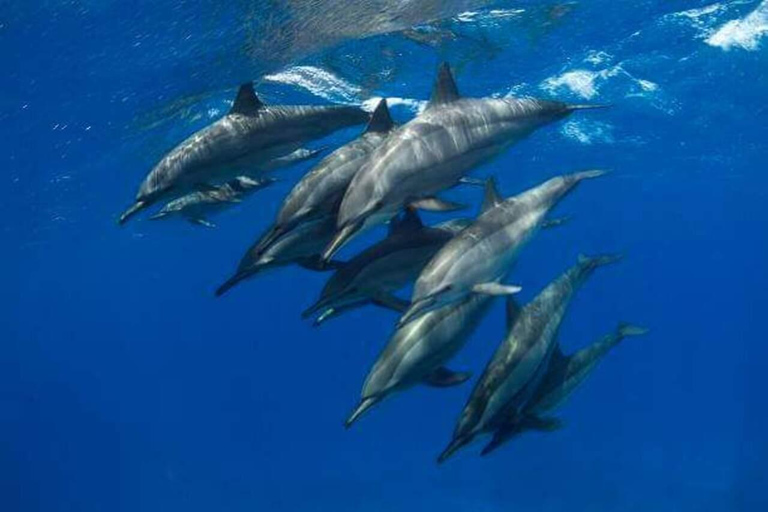 Zanzibar: Dolphin Swim & Snorkeling Guided Tour