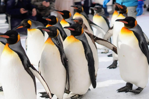 Sapporo:Asahiyama Zoo,Shirahige Waterfall&Blue Pond Day Trip 8:00 am meet at Odori Park subway station exit 31