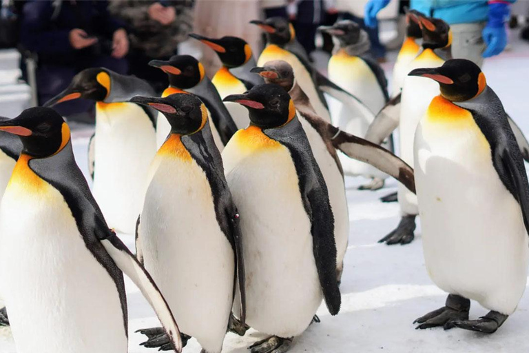 Sapporo:Asahiyama Zoo,Shirahige Waterfall&Blue Pond Day Trip 8:00 am meet at Odori Park subway station exit 31