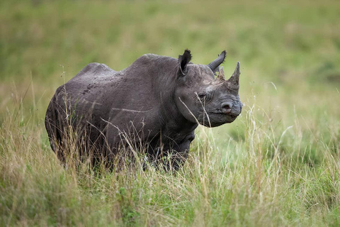 Nairobi National Park Half-Day Game Drive