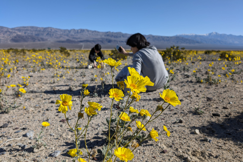 From Las Vegas: Death Valley Guided Day Tour