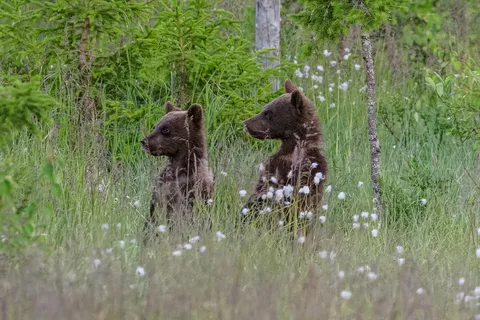 Kuusamo: Wieczór obserwacji niedźwiedzi