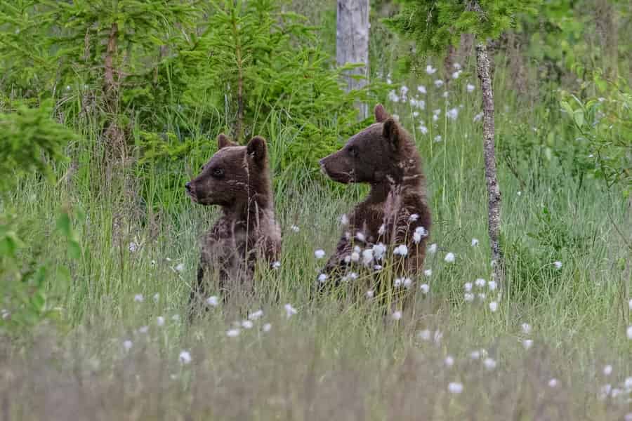 Kuusamo: Bärenbeobachtungsabend. Foto: GetYourGuide Kuusamo: Bärenbeobachtungsabend. Foto: GetYourGuide