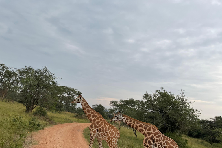 Uganda: 4-Day Murchison Falls National Park and Budongo Tour
