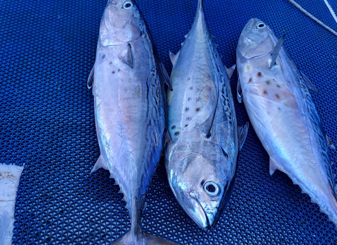 Rhodos: Fisketur, snorkling, grill og professionel guide