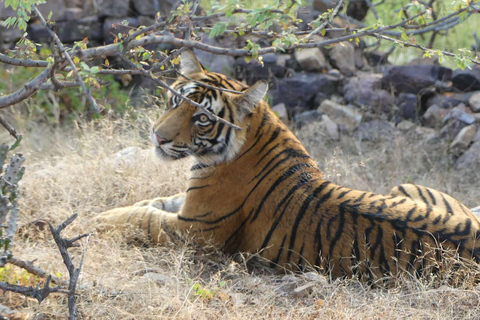 Desde Jaipur Excursión de un día al Parque Nacional de Sariska con SafariSafari matinal