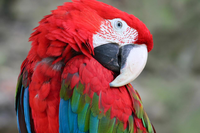 Iquitos || 2 jours en Amazonie, merveille naturelle du monde