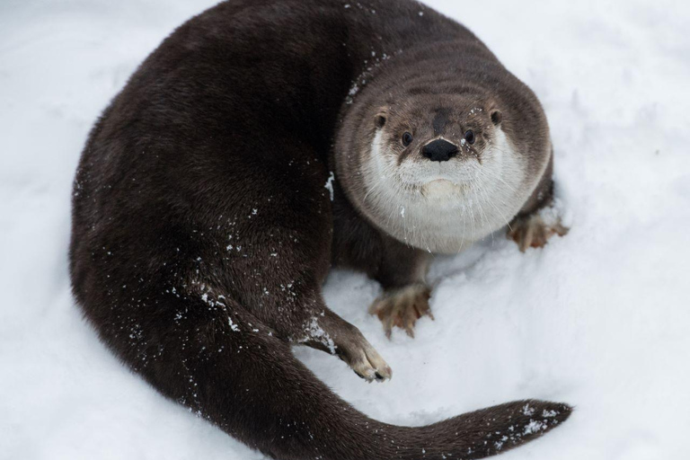 Saint Felicien: Eintritt in den Zoo SauvageSaint Felicien: Eintritt in den Zoo Sauvage - Sommerticket