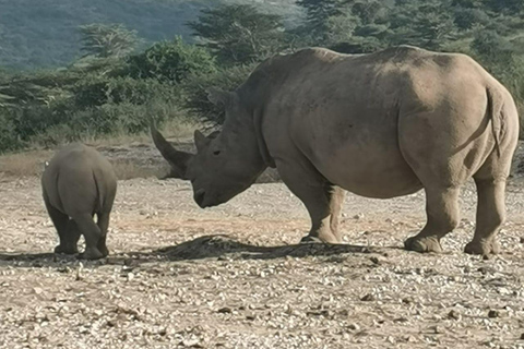 Nairobi National Park Safari 4x4 Car–Personalized Experience Shared Guided Game Open roofed 4x4 Van