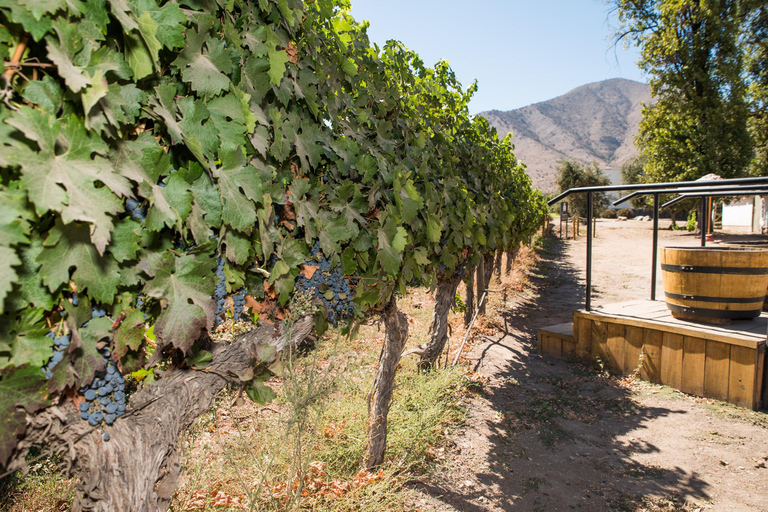 Santa Rita : Dégustation de vin Ultra Premium, visite et transport