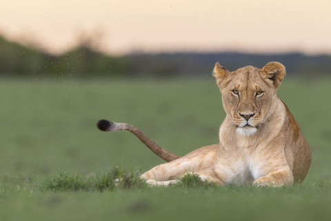 Nairobi National Park Game Drive Private half Day Tour