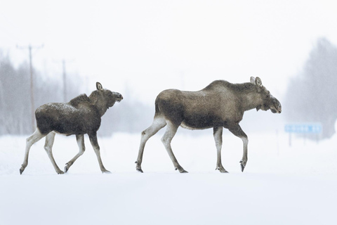 Kiruna: Viagem de 1 dia a Abisko e Björkliden com almoço