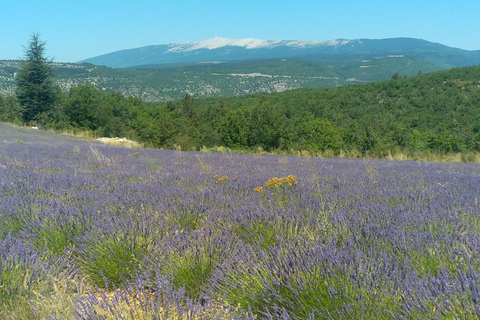 vanaf Avignon: halfdaagse lavendeltourvanuit Avignon: halfdaagse lavendeltour