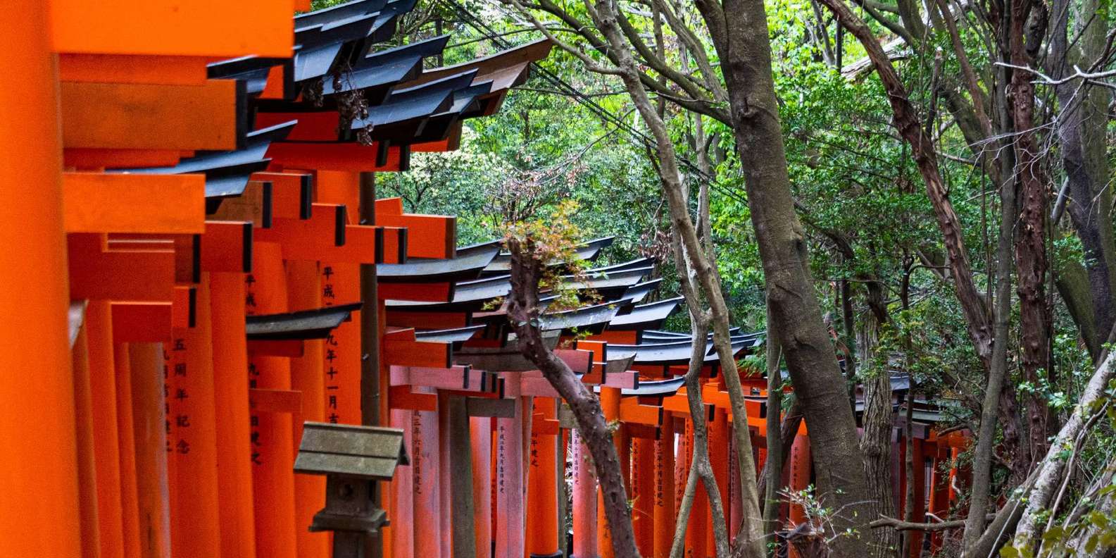 Kyoto experience — temples, geisha, bamboo grove — image 33