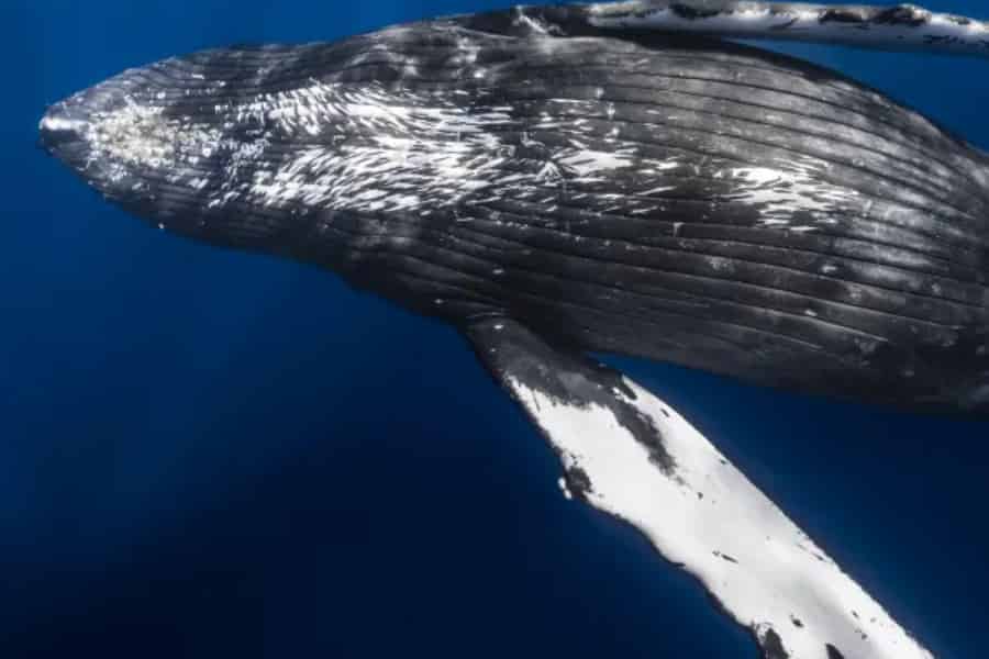 Kona: Walbeobachtungstour in kleiner Gruppe. Foto: GetYourGuide