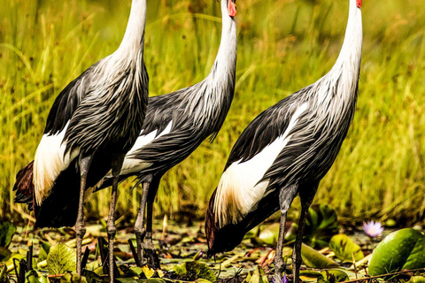 La mejor excursión de 1 día para observar aves picozapato en el pantano de Mabamba, Uganda