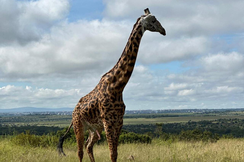Nairobi National Park Half-Day Safari – Wildlife Game Drive