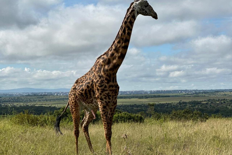 Nairobi National Park Half-Day Safari – Wildlife Game Drive