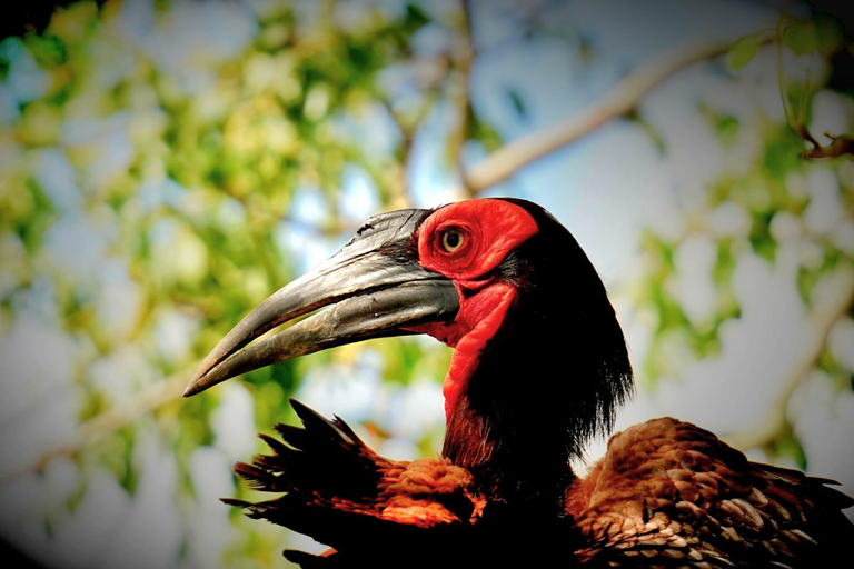 Chobe National Park Express Land Safari + Pickup