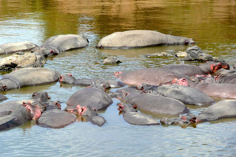 Safari Privado en Camping de 8 Días y 7 Noches por Kenia y Tanzania