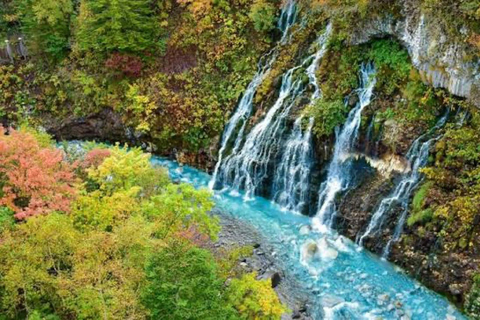 From Sapporo: Biei Blue Pond & Furano Flowers Day Tour Alphard (up to 5) — Private Day Tour