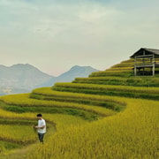 Hoang Su Phi in Harvest Season: 3-Day Mountain Escape