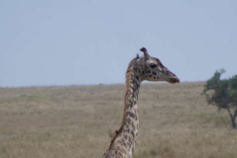 3 Tage Masai Mara Safari