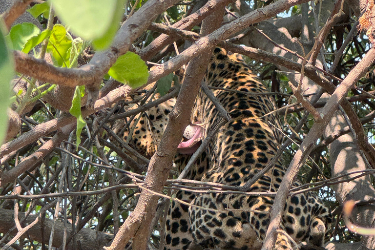 From Livingstone: Luxury Full‑Day Chobe Safari
