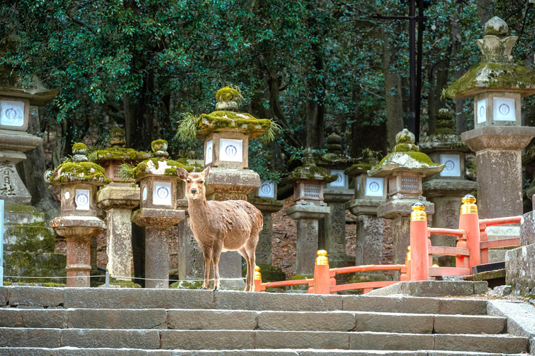 Osaka/Kyoto: Passeio em pequenos grupos pelo Património Mundial da UNESCO de Quioto e NaraPartida de Quioto