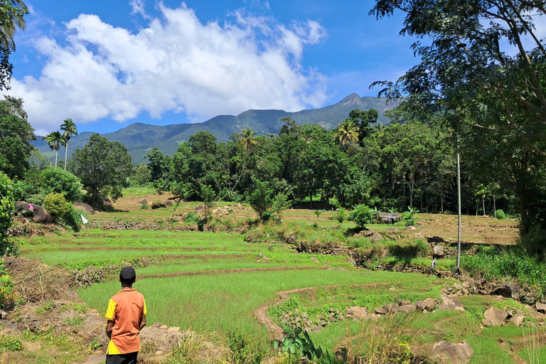 Belihuloya Village Tour with Lunch Ihala Galagama Village Trail with Lunch