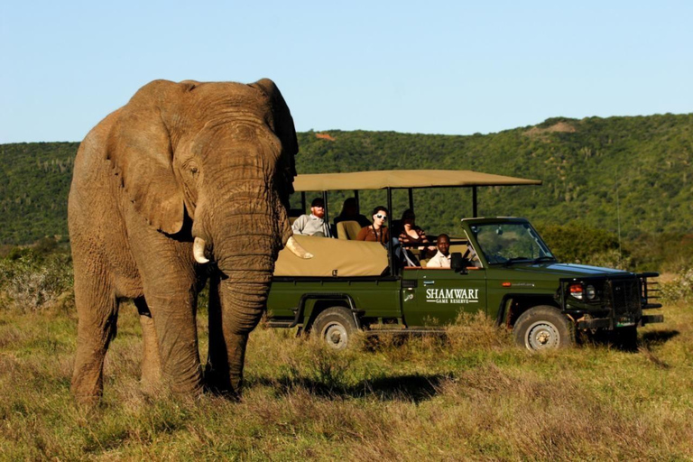 Da Zanzibar: Safari di un giorno nella Selous Game Reserve con volo