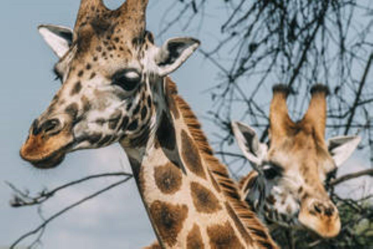 Ouganda : 18 jours de safari faune et flore et de trekking gorilles