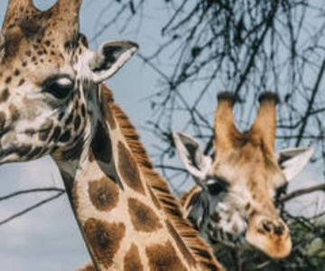 Uganda: Safari de 12 días de vacaciones en Gorilas y Vida Salvaje