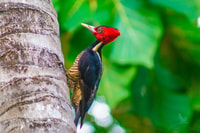 Monteverde Sunrise + Bird Watching Experience - Housity
