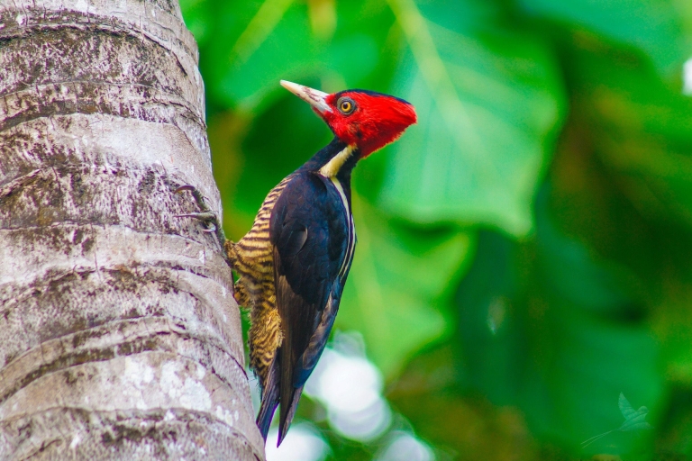 Lever de soleil à Monteverde + observation des oiseaux