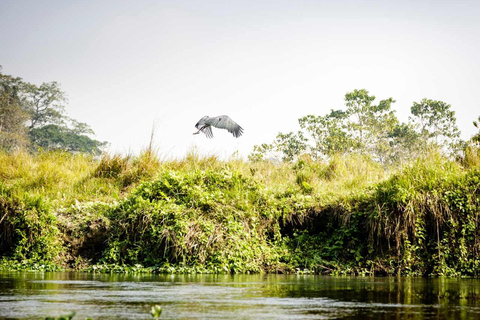 Safari w dżungli Chitwan: 3-dniowa wyprawa do dżungli