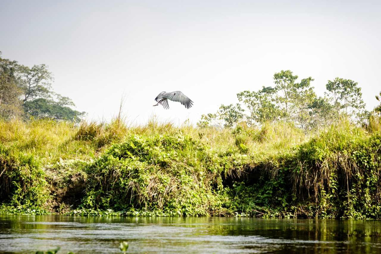 Safari w dżungli Chitwan: 3-dniowa wyprawa do dżungli